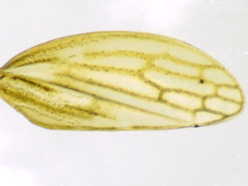 Anaceratagallia ribauti